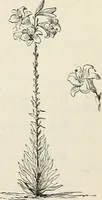 An illustration from Descriptive catalogue of ornamental trees, shrubs, hardy perennial plants, etc. : twenty-fifth edition (1882)
