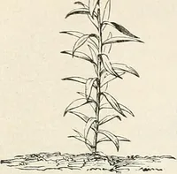 Picture 92 of 96 from Descriptive catalogue of ornamental trees, shrubs, hardy perennial plants, etc. : twenty-fifth edition (1882), leaf 134