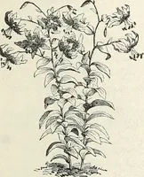 Picture 93 of 96 from Descriptive catalogue of ornamental trees, shrubs, hardy perennial plants, etc. : twenty-fifth edition (1882), leaf 134