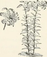 An illustration from Descriptive catalogue of ornamental trees, shrubs, hardy perennial plants, etc. : twenty-fifth edition (1882)