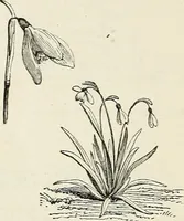 Picture 96 of 96 from Descriptive catalogue of ornamental trees, shrubs, hardy perennial plants, etc. : twenty-fifth edition (1882), leaf 135