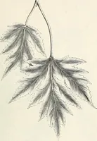 An illustration from Descriptive catalogue of ornamental trees, shrubs, hardy perennial plants, etc. : twenty-fifth edition (1882)