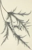 Picture 3 of 96 from Descriptive catalogue of ornamental trees, shrubs, hardy perennial plants, etc. : twenty-fifth edition (1882), leaf 17