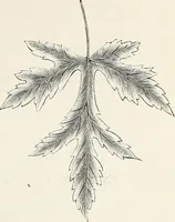 Picture 4 of 96 from Descriptive catalogue of ornamental trees, shrubs, hardy perennial plants, etc. : twenty-fifth edition (1882), leaf 18