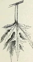 An illustration from Descriptive catalogue of ornamental trees, shrubs, hardy perennial plants, etc. : twenty-fifth edition (1882)