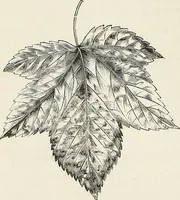 An illustration from Descriptive catalogue of ornamental trees, shrubs, hardy perennial plants, etc. : twenty-fifth edition (1882)