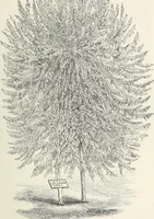 Picture 7 of 96 from Descriptive catalogue of ornamental trees, shrubs, hardy perennial plants, etc. : twenty-fifth edition (1882), leaf 20