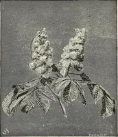 Picture 8 of 96 from Descriptive catalogue of ornamental trees, shrubs, hardy perennial plants, etc. : twenty-fifth edition (1882), leaf 21