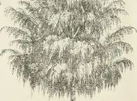 Picture 9 of 96 from Descriptive catalogue of ornamental trees, shrubs, hardy perennial plants, etc. : twenty-fifth edition (1882), leaf 23