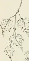 Picture 10 of 96 from Descriptive catalogue of ornamental trees, shrubs, hardy perennial plants, etc. : twenty-fifth edition (1882), leaf 23