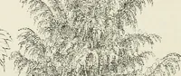 Picture 11 of 96 from Descriptive catalogue of ornamental trees, shrubs, hardy perennial plants, etc. : twenty-fifth edition (1882), leaf 23