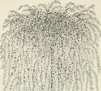 An illustration from Descriptive catalogue of ornamental trees, shrubs, hardy perennial plants, etc. : twenty-fifth edition (1882)