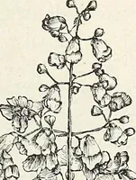 An illustration from Descriptive catalogue of ornamental trees, shrubs, hardy perennial plants, etc. : twenty-fifth edition (1882)