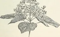 Picture 15 of 96 from Descriptive catalogue of ornamental trees, shrubs, hardy perennial plants, etc. : twenty-fifth edition (1882), leaf 26