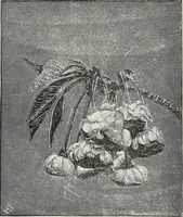 Picture 16 of 96 from Descriptive catalogue of ornamental trees, shrubs, hardy perennial plants, etc. : twenty-fifth edition (1882), leaf 28