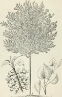 An illustration from Descriptive catalogue of ornamental trees, shrubs, hardy perennial plants, etc. : twenty-fifth edition (1882)