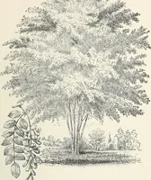 An illustration from Descriptive catalogue of ornamental trees, shrubs, hardy perennial plants, etc. : twenty-fifth edition (1882)