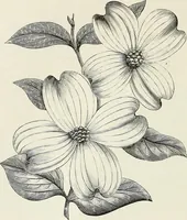 Picture 19 of 96 from Descriptive catalogue of ornamental trees, shrubs, hardy perennial plants, etc. : twenty-fifth edition (1882), leaf 31