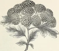 Picture 20 of 96 from Descriptive catalogue of ornamental trees, shrubs, hardy perennial plants, etc. : twenty-fifth edition (1882), leaf 32