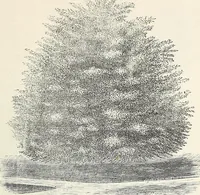 Picture 21 of 96 from Descriptive catalogue of ornamental trees, shrubs, hardy perennial plants, etc. : twenty-fifth edition (1882), leaf 34