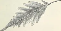 An illustration from Descriptive catalogue of ornamental trees, shrubs, hardy perennial plants, etc. : twenty-fifth edition (1882)