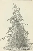 Picture 23 of 96 from Descriptive catalogue of ornamental trees, shrubs, hardy perennial plants, etc. : twenty-fifth edition (1882), leaf 35