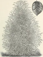 Picture 24 of 96 from Descriptive catalogue of ornamental trees, shrubs, hardy perennial plants, etc. : twenty-fifth edition (1882), leaf 36