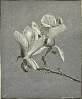 Picture 26 of 96 from Descriptive catalogue of ornamental trees, shrubs, hardy perennial plants, etc. : twenty-fifth edition (1882), leaf 41