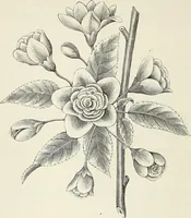 Picture 27 of 96 from Descriptive catalogue of ornamental trees, shrubs, hardy perennial plants, etc. : twenty-fifth edition (1882), leaf 45