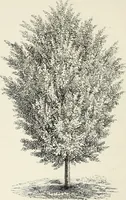 An illustration from Descriptive catalogue of ornamental trees, shrubs, hardy perennial plants, etc. : twenty-fifth edition (1882)