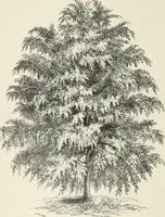 Picture 29 of 96 from Descriptive catalogue of ornamental trees, shrubs, hardy perennial plants, etc. : twenty-fifth edition (1882), leaf 51