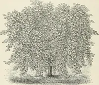 An illustration from Descriptive catalogue of ornamental trees, shrubs, hardy perennial plants, etc. : twenty-fifth edition (1882)