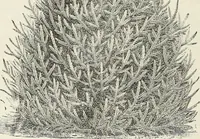Picture 31 of 96 from Descriptive catalogue of ornamental trees, shrubs, hardy perennial plants, etc. : twenty-fifth edition (1882), leaf 59