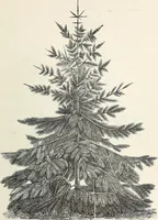Picture 32 of 96 from Descriptive catalogue of ornamental trees, shrubs, hardy perennial plants, etc. : twenty-fifth edition (1882), leaf 62