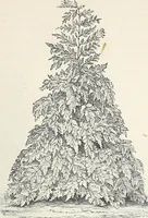 An illustration from Descriptive catalogue of ornamental trees, shrubs, hardy perennial plants, etc. : twenty-fifth edition (1882)