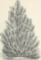 Picture 34 of 96 from Descriptive catalogue of ornamental trees, shrubs, hardy perennial plants, etc. : twenty-fifth edition (1882), leaf 66