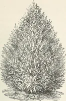 Picture 35 of 96 from Descriptive catalogue of ornamental trees, shrubs, hardy perennial plants, etc. : twenty-fifth edition (1882), leaf 68