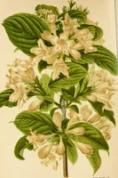 Picture 1 of 96 from Descriptive catalogue of ornamental trees, shrubs, hardy perennial plants, etc. : twenty-fifth edition (1882), leaf 7