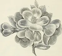 An illustration from Descriptive catalogue of ornamental trees, shrubs, hardy perennial plants, etc. : twenty-fifth edition (1882)