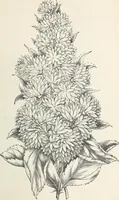 Picture 38 of 96 from Descriptive catalogue of ornamental trees, shrubs, hardy perennial plants, etc. : twenty-fifth edition (1882), leaf 74