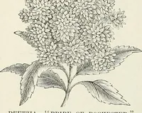 Picture 39 of 96 from Descriptive catalogue of ornamental trees, shrubs, hardy perennial plants, etc. : twenty-fifth edition (1882), leaf 75