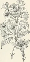 Picture 40 of 96 from Descriptive catalogue of ornamental trees, shrubs, hardy perennial plants, etc. : twenty-fifth edition (1882), leaf 76
