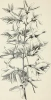 An illustration from Descriptive catalogue of ornamental trees, shrubs, hardy perennial plants, etc. : twenty-fifth edition (1882)