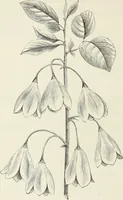 Picture 42 of 96 from Descriptive catalogue of ornamental trees, shrubs, hardy perennial plants, etc. : twenty-fifth edition (1882), leaf 79
