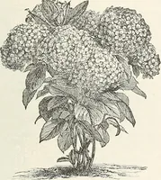 Picture 43 of 96 from Descriptive catalogue of ornamental trees, shrubs, hardy perennial plants, etc. : twenty-fifth edition (1882), leaf 80