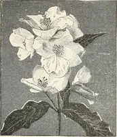 An illustration from Descriptive catalogue of ornamental trees, shrubs, hardy perennial plants, etc. : twenty-fifth edition (1882)