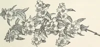 An illustration from Descriptive catalogue of ornamental trees, shrubs, hardy perennial plants, etc. : twenty-fifth edition (1882)