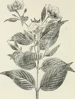 An illustration from Descriptive catalogue of ornamental trees, shrubs, hardy perennial plants, etc. : twenty-fifth edition (1882)