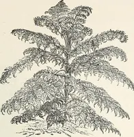 An illustration from Descriptive catalogue of ornamental trees, shrubs, hardy perennial plants, etc. : twenty-fifth edition (1882)