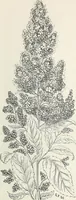 An illustration from Descriptive catalogue of ornamental trees, shrubs, hardy perennial plants, etc. : twenty-fifth edition (1882)